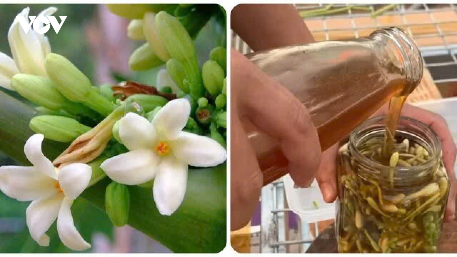 Những ai không nên uống hoa đu đủ đực ngâm mật ong?