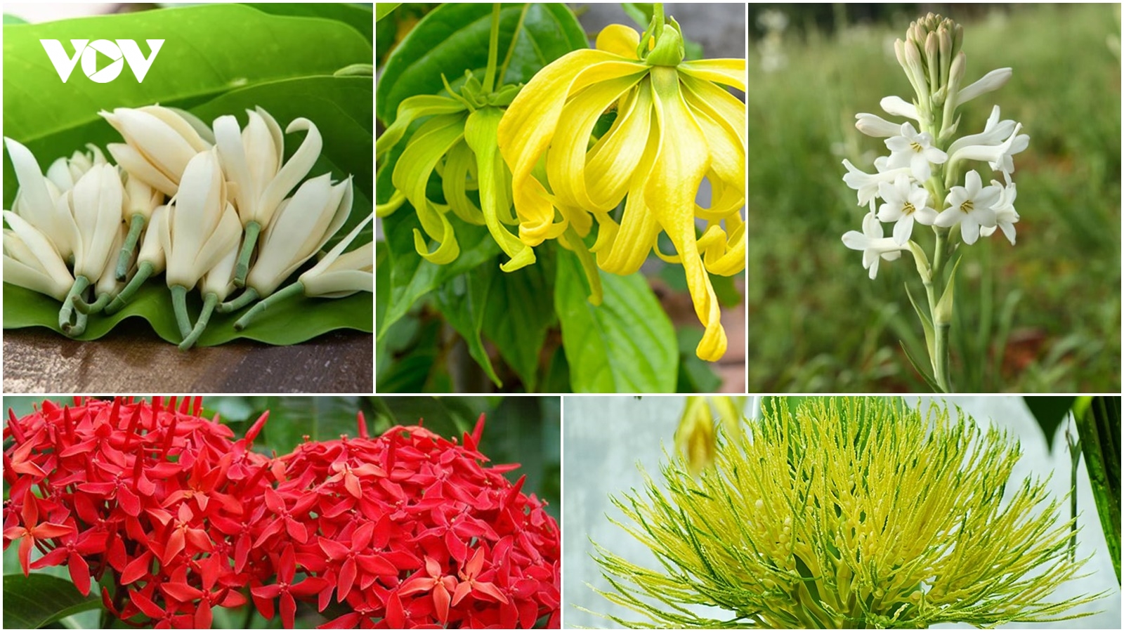 Mẹt hoa quê đắt hàng dịp lễ Rằm tháng 7
