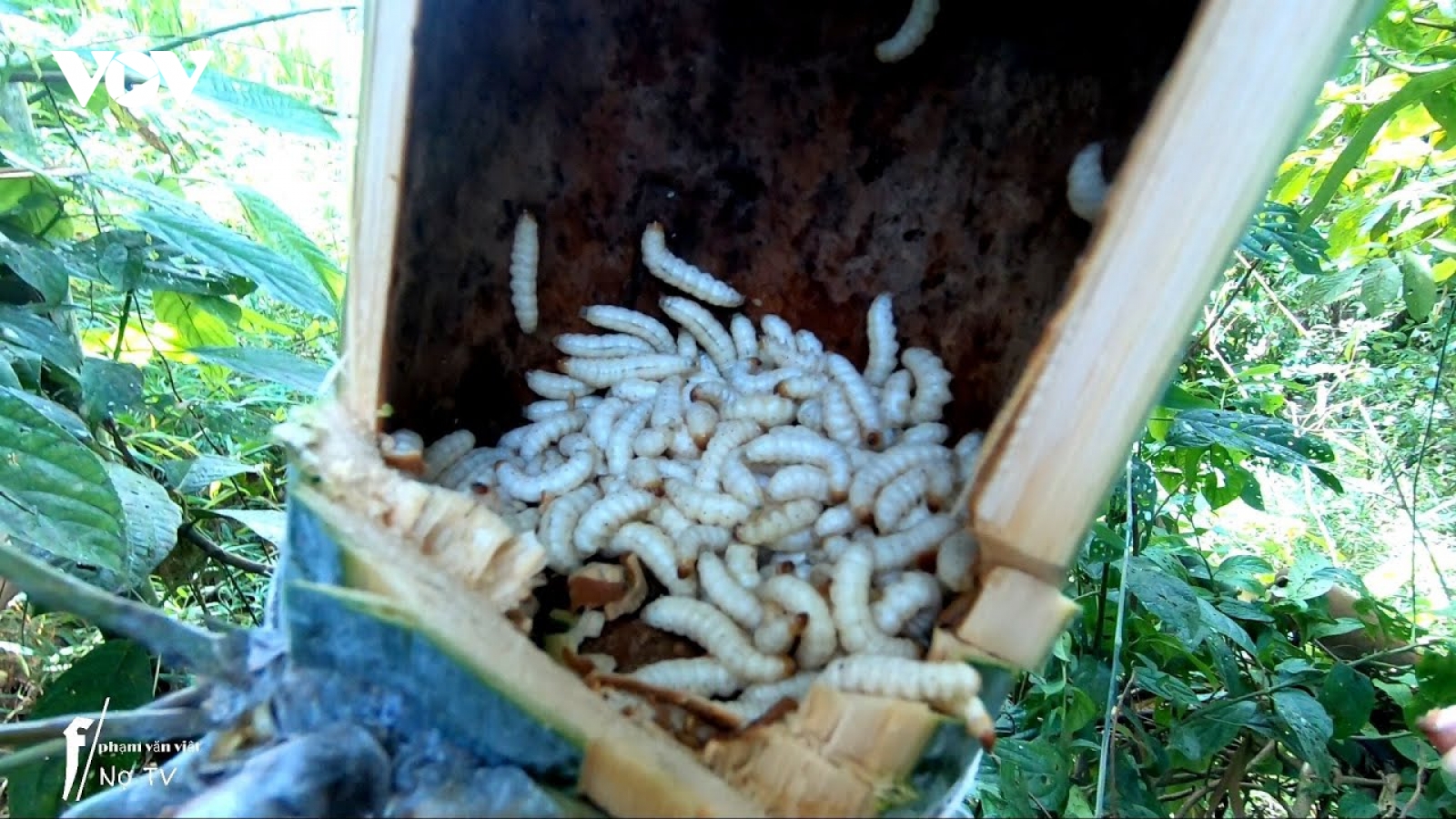 Món “sâu đặc sản” vùng Tây Bắc được thực khách săn lùng