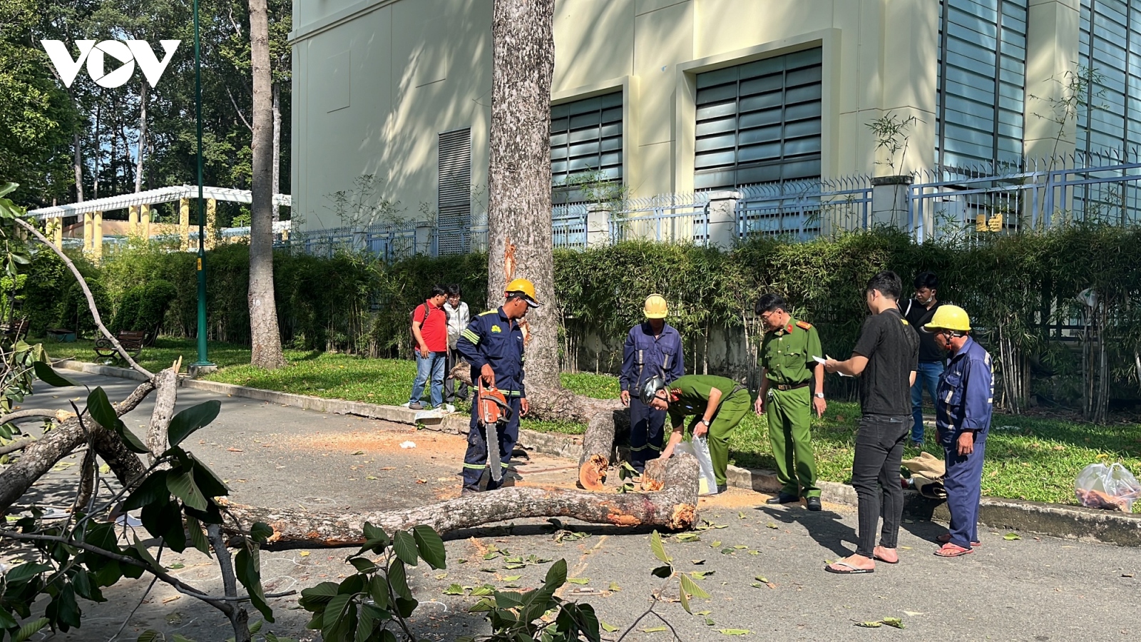 Chủ tịch UBND TP.HCM chỉ đạo xác định rõ trách nhiệm vụ cây xanh gãy đổ gây chết người