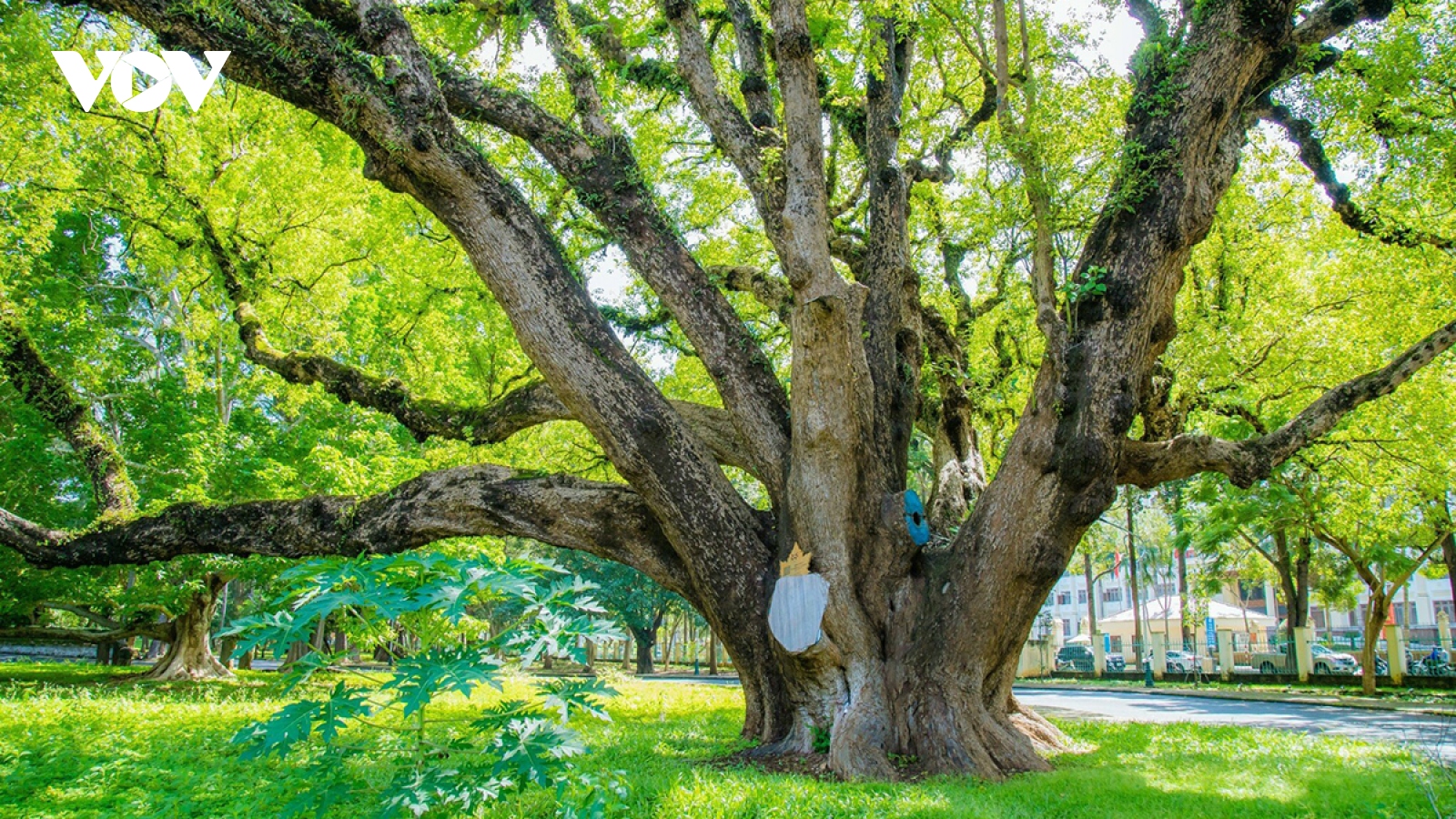 Rừng trong phố, phố trong rừng ở đô thị trăm năm tuổi