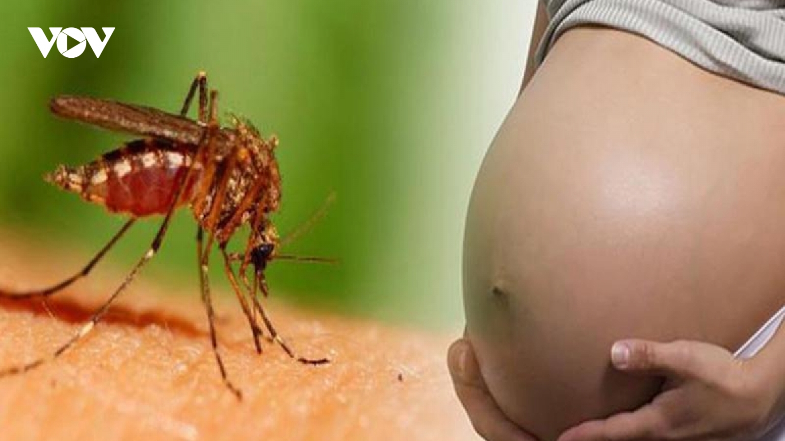 Sốt xuất huyết đang ở giai đoạn cao điểm: Thai phụ nên cẩn trọng
