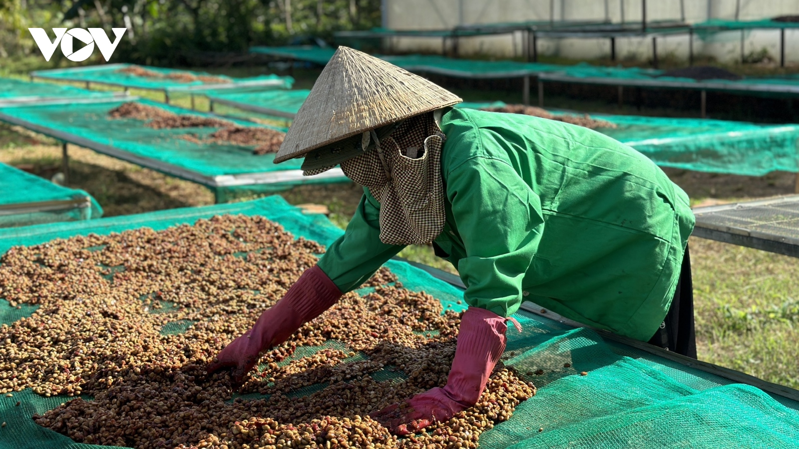 Giá cà phê hôm nay 6/3: Giá cà phê trong nước tăng cao