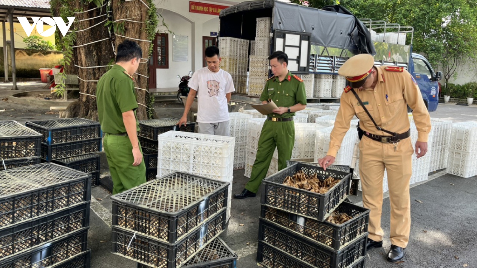 Quảng Ninh bắt giữ hàng ngàn con gà, vịt không rõ nguồn gốc