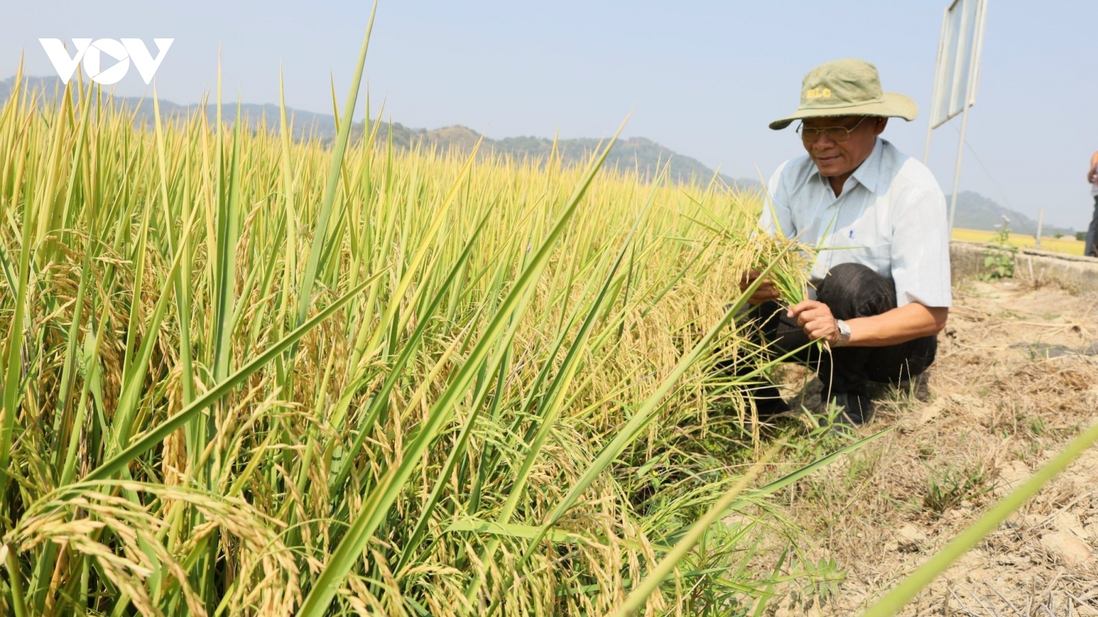 Đắk Lắk bán thành công gần 17 tấn khí giảm phát thải (CO2e ) trên lúa