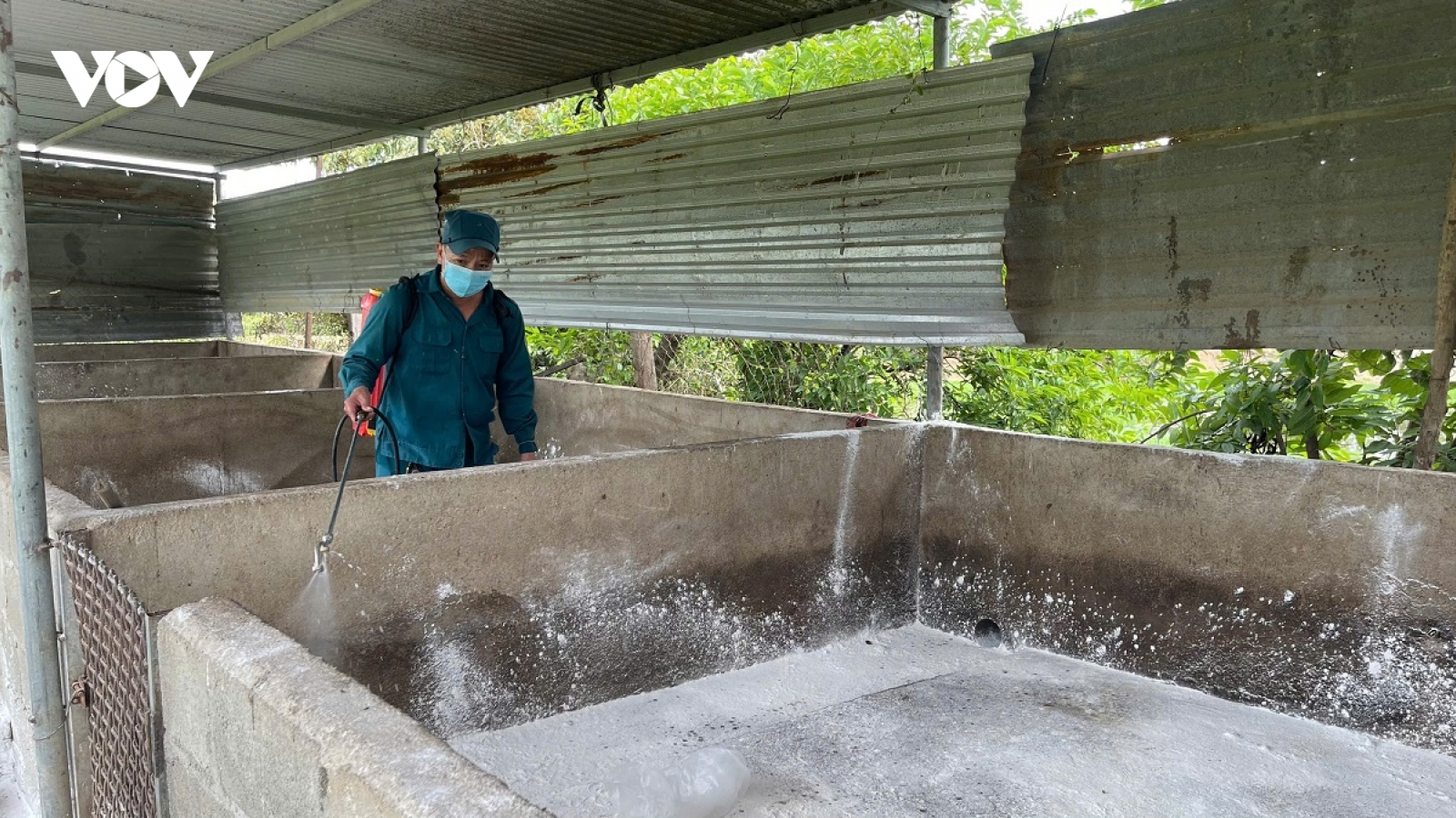 Ninh Thuận công bố dịch tả lợn châu Phi