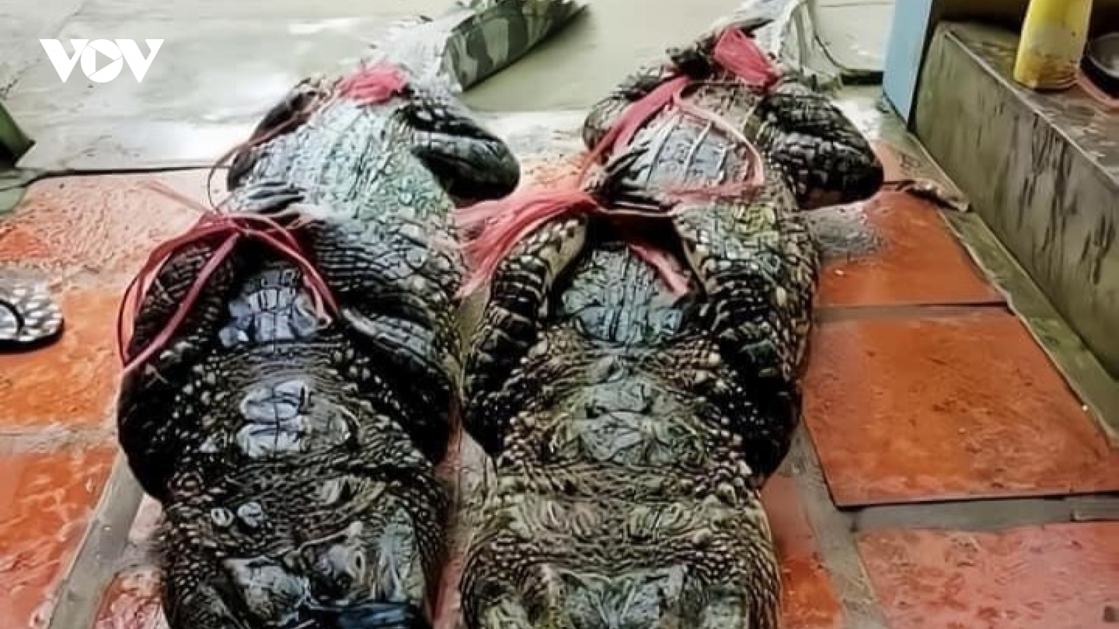 Yên Bái bắt giữ thành công 2 con cá sấu sổng chuồng