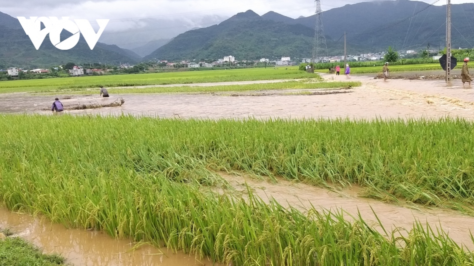 Khôi phục sản xuất nông nghiệp sau bão lũ