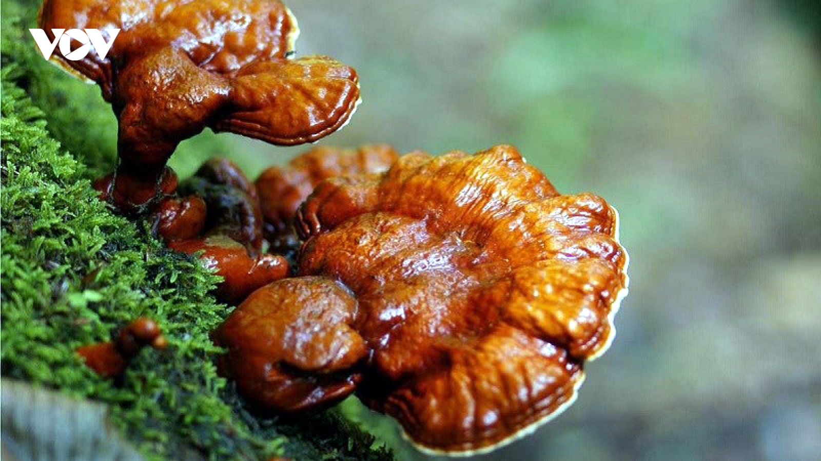 "Lộc trời" xuất hiện mùa mưa giá bán đến 6 triệu đồng/kg