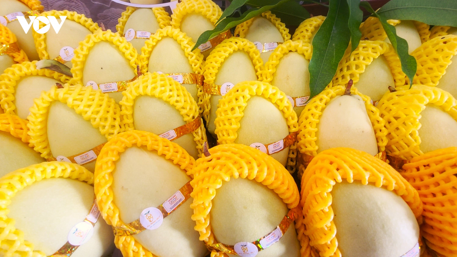 An Giang lấy hợp tác xã làm nòng cốt liên kết sản xuất cây ăn trái xuất khẩu