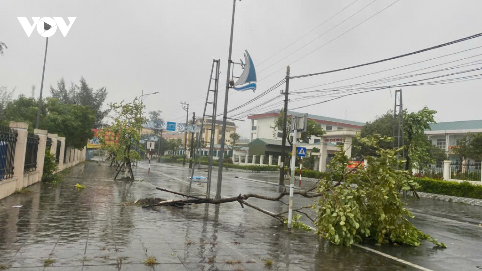 Trực tiếp: Siêu bão Yagi khiến Cô Tô mưa trắng trời, nhiều cây xanh bị quật đổ