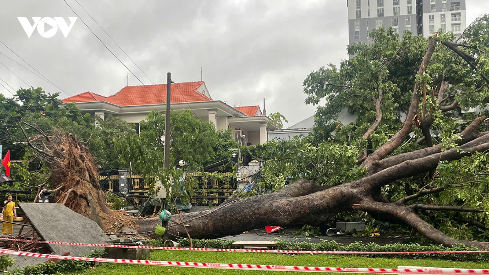 Mưa dông quật ngã cây to và trụ điện