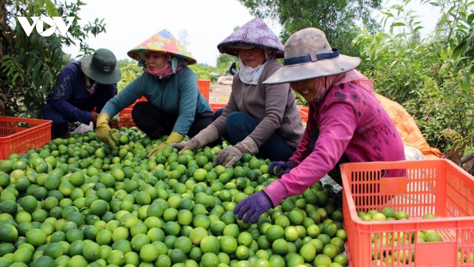 Rau quả Việt Nam ngày càng được người tiêu dùng EU ưa chuộng