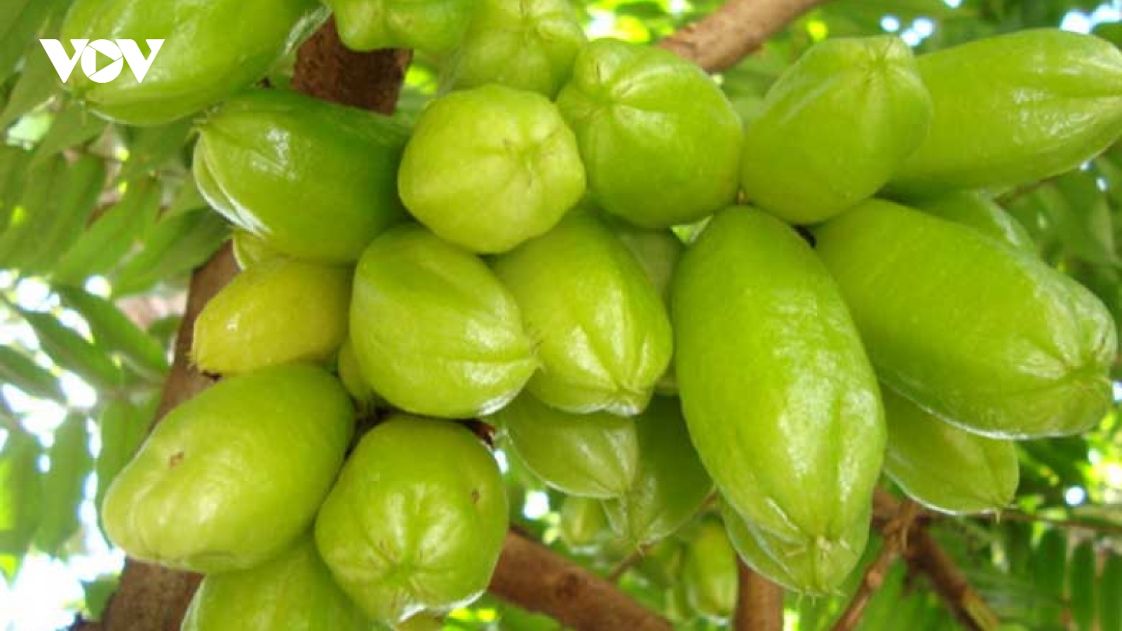 Loại quả chua nhất Việt Nam, ăn vào bổ xương ổn định huyết áp