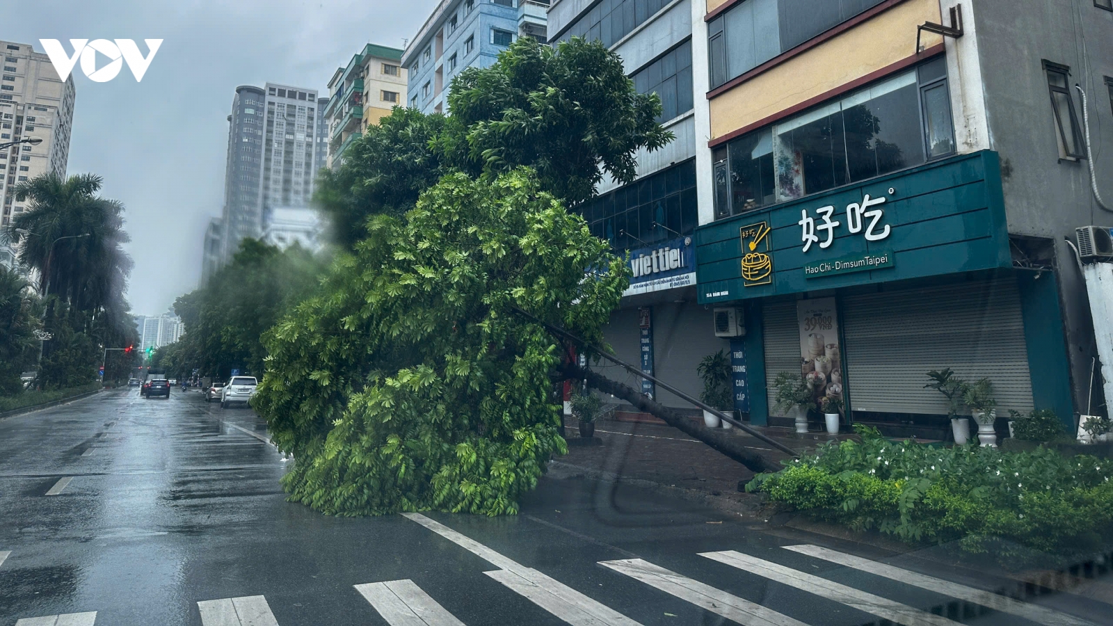 Hà Nội: Mưa lớn, gió giật mạnh quật đổ cây, một số hộ dân phải di dời tránh bão
