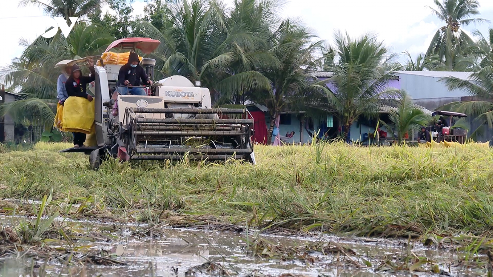 Bạc Liêu kêu gọi hỗ trợ nông dân thu hoạch dứt điểm lúa vụ Hè Thu