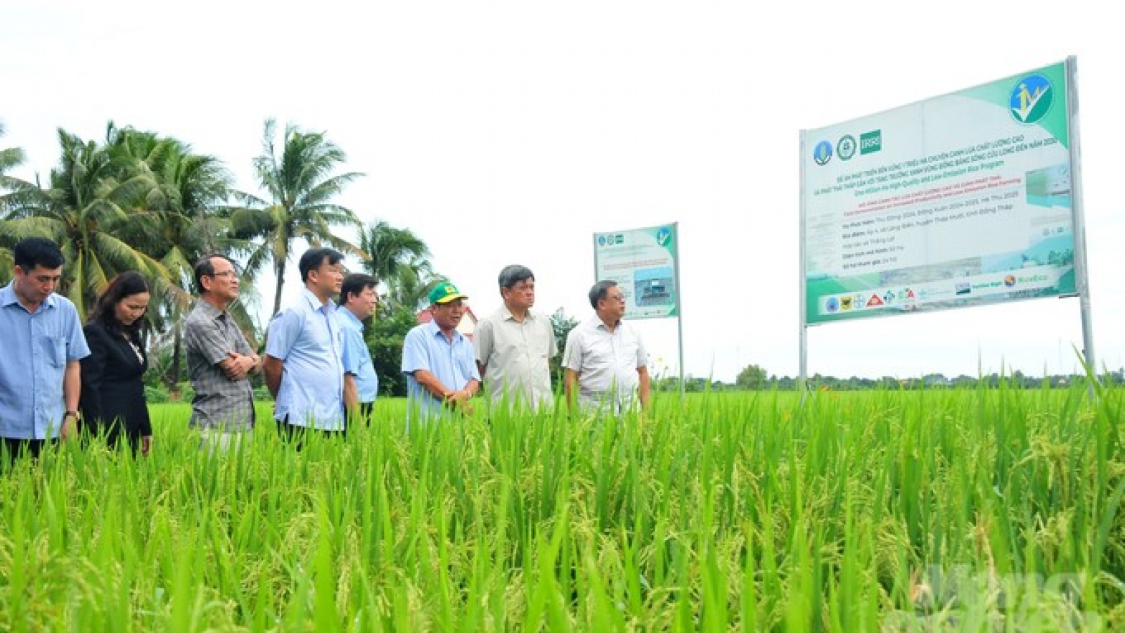 Sản xuất lúa giảm phát thải, tăng thêm thu nhập nông dân