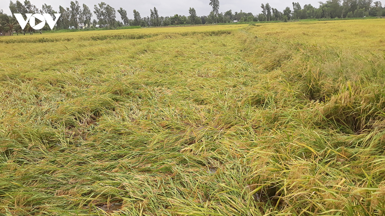 Nông dân Sóc Trăng tranh thủ thu hoạch lúa sau ảnh hưởng của đợt mưa kéo dài