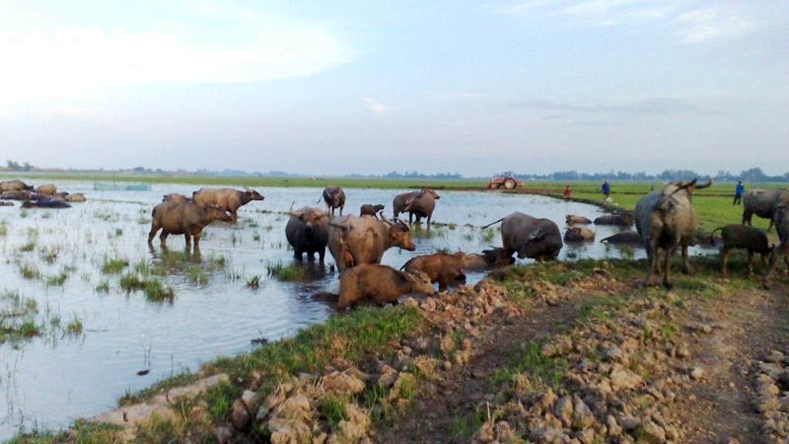 Nước tràn đồng, nhớ mùa len trâu