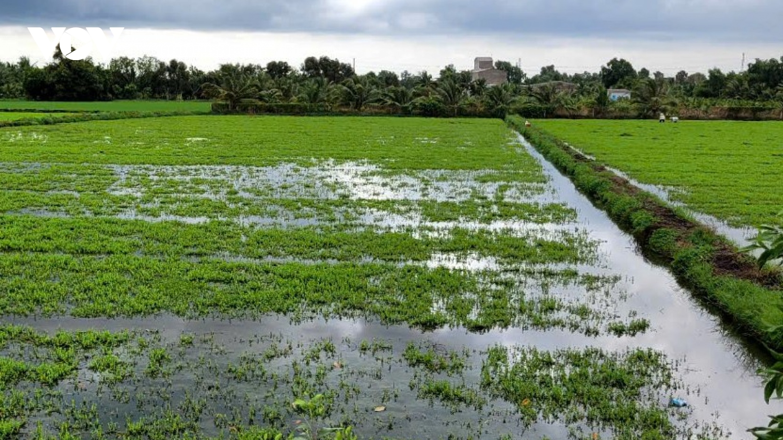 Tiền Giang: Mưa to gây thiệt hại nhiều nhà dân, làm ngập nước trên diện rộng