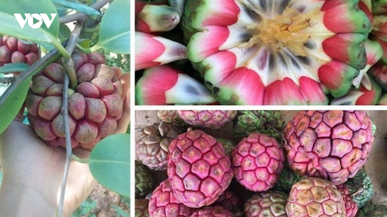 Loại quả được coi là "thần dược phòng the", giá cao vẫn hút khách