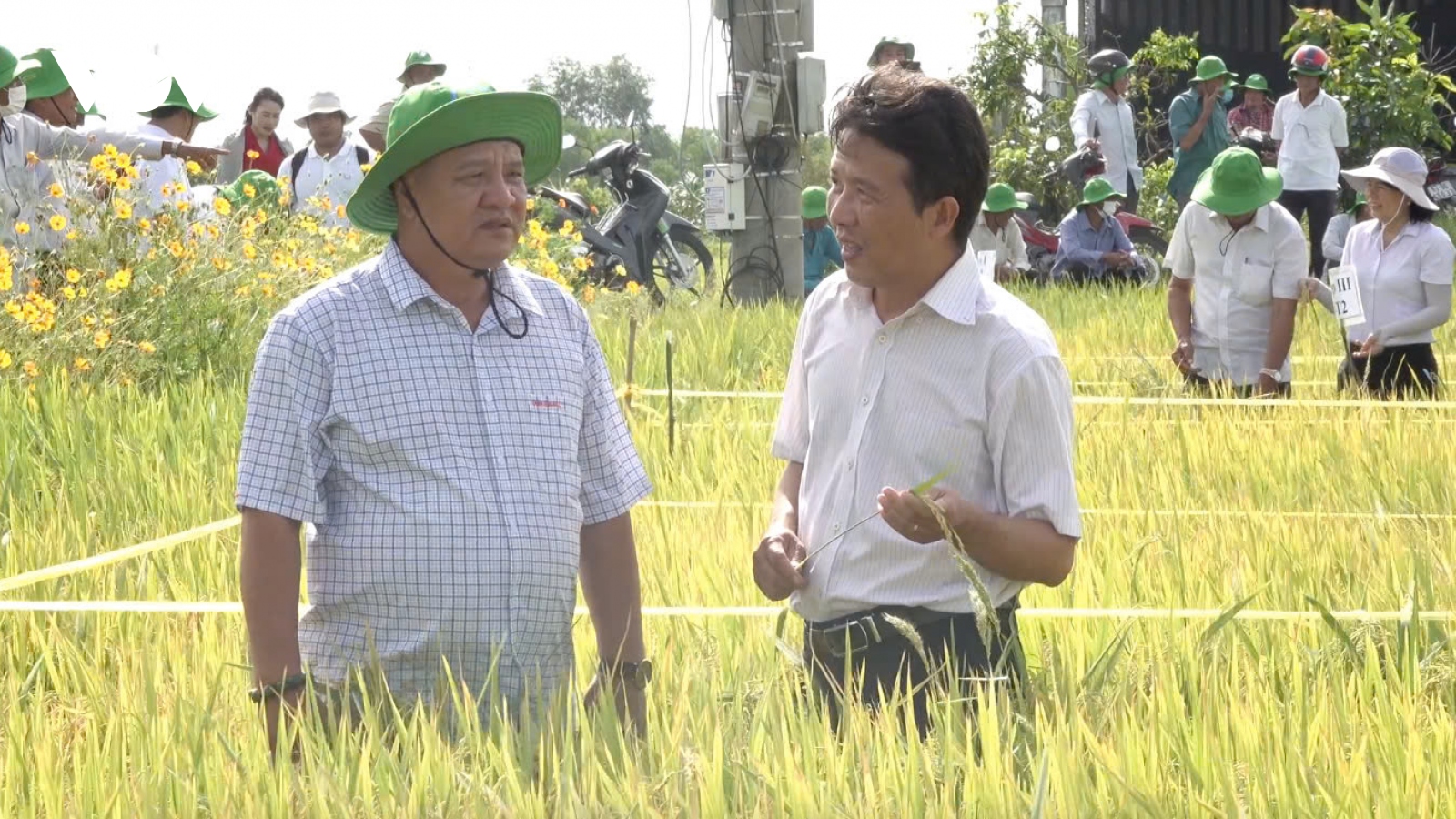 Tiền Giang: Áp dụng IPHM cây lúa khỏe, tăng lợi nhuận thêm 2,8 triệu đồng/ha.