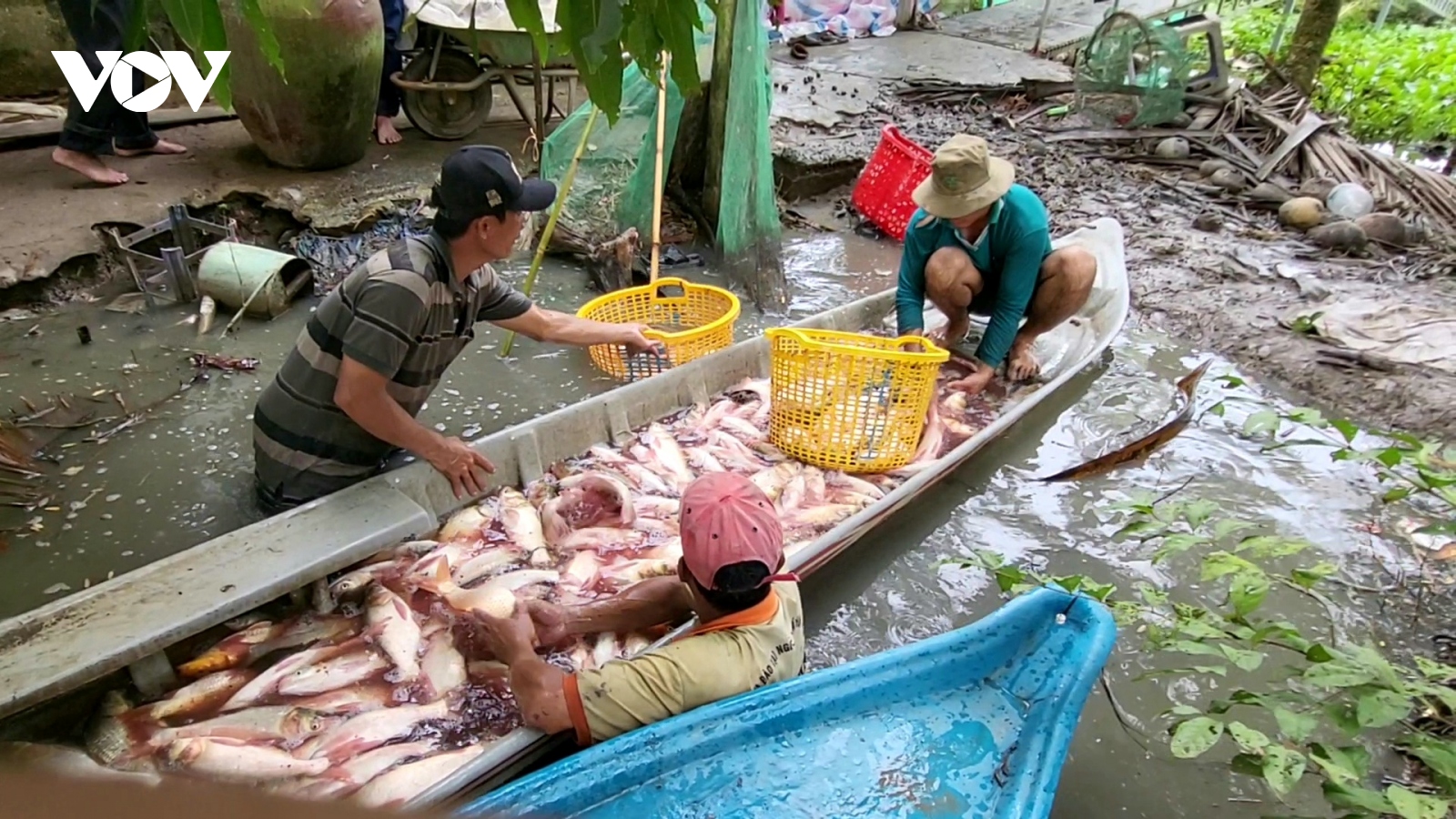 Mùa nước nổi- Mùa thả cá lên đồng