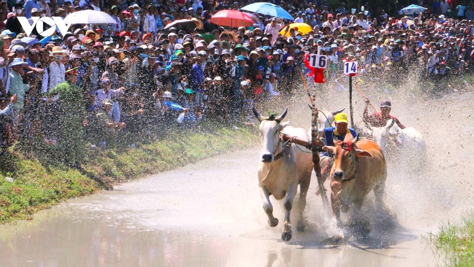 Những hình ảnh ấn tượng trong hội đua bò Bảy Núi An Giang