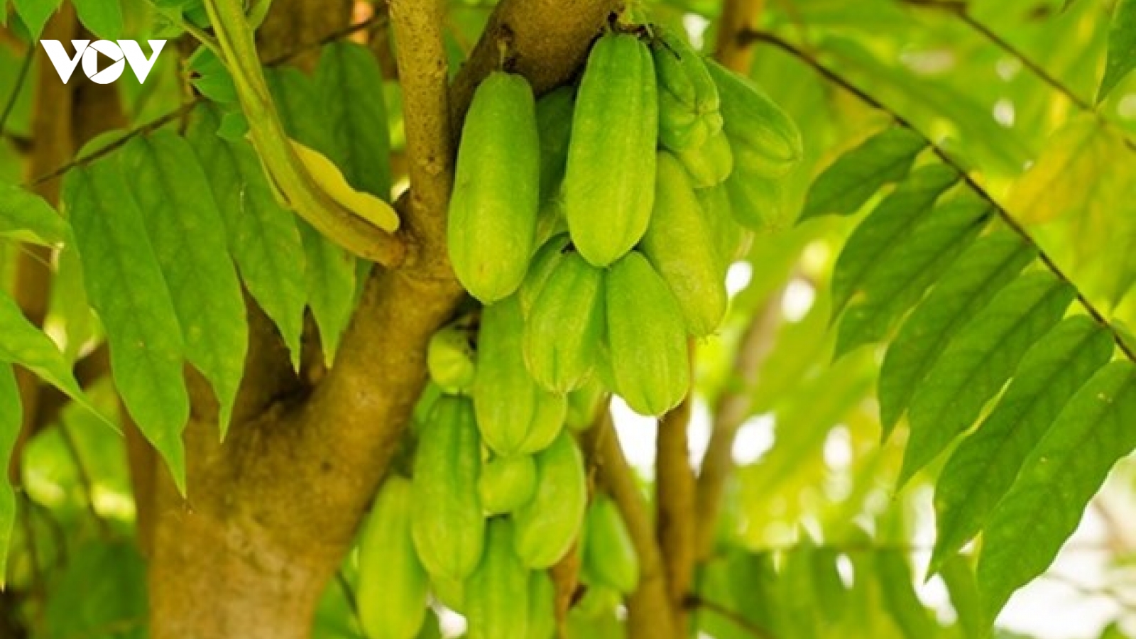 Loại quả chua nhất Việt Nam, ăn vào vừa bổ xương vừa ổn định huyết áp cực tốt