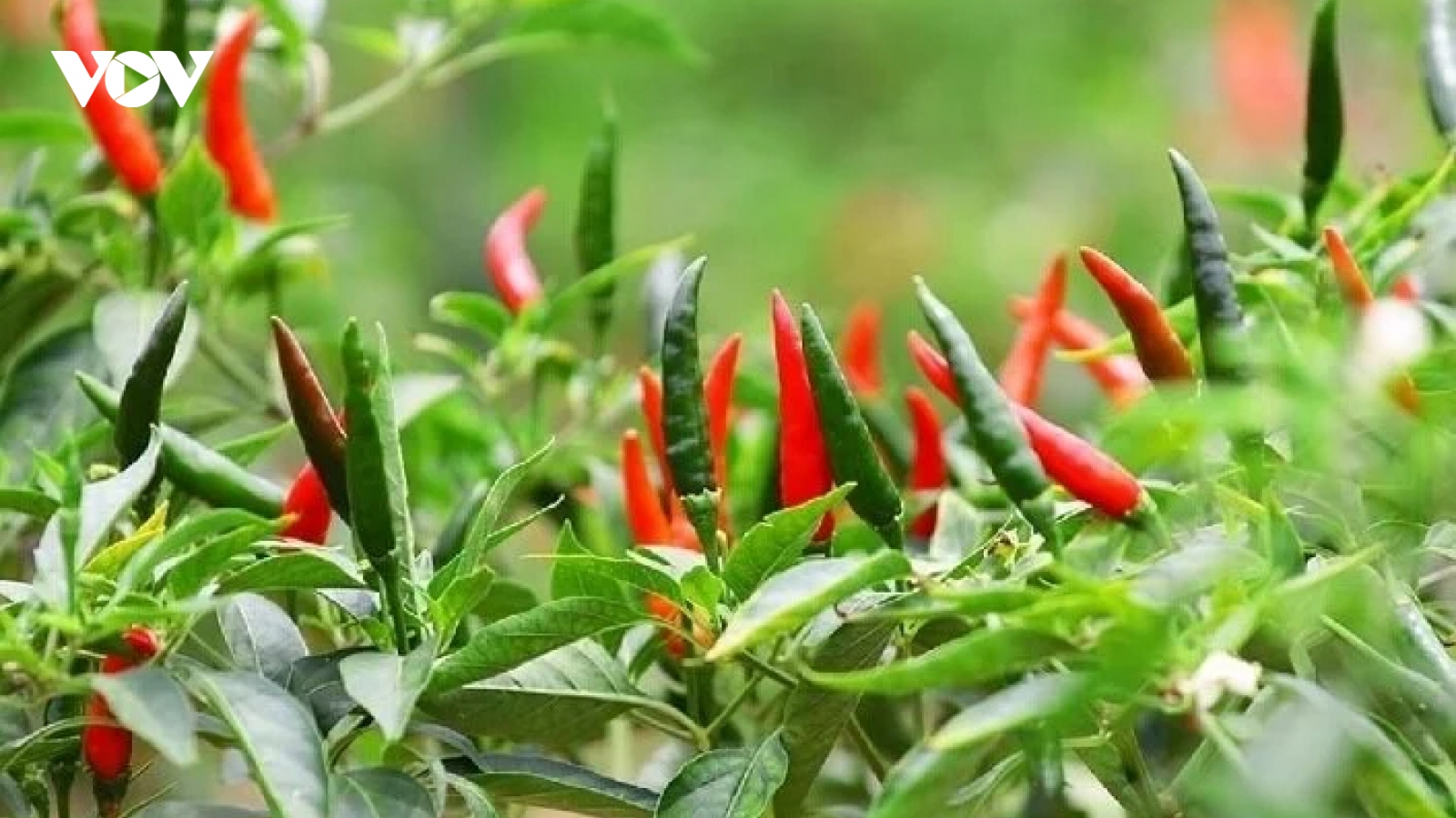Loại gia vị mọc khắp vườn nhà tốt ngang thuốc bổ cho bệnh tim mạch