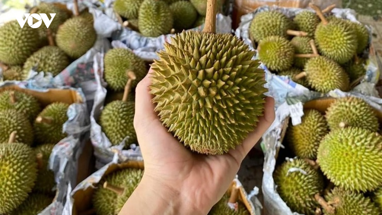 Sầu riêng tí hon hút khách, giá rẻ bất ngờ