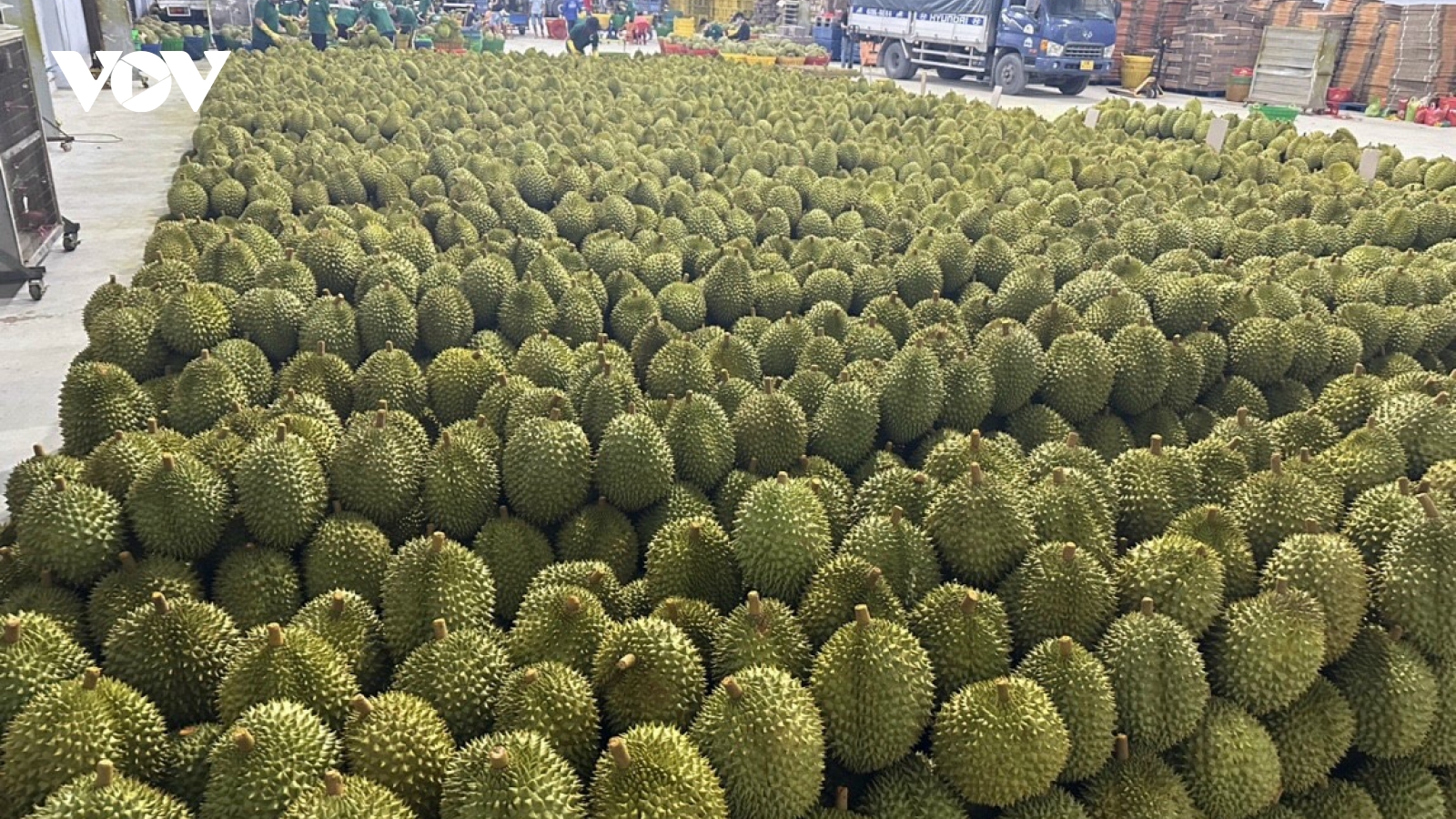 Sầu riêng giá rẻ đổ bộ Hà Nội, chỉ từ 35.000 đồng/kg