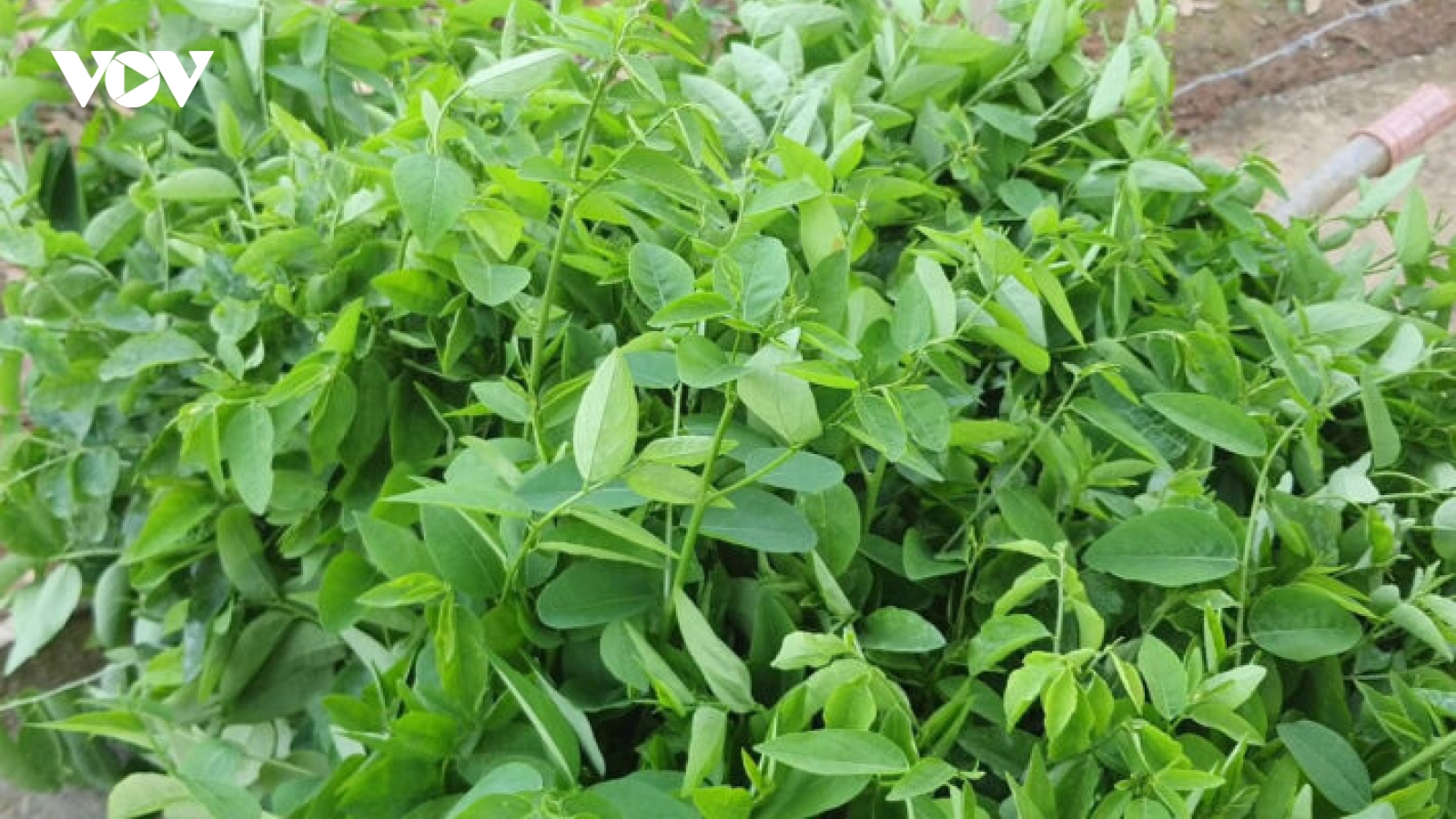 Rau ngót bổ nhưng đại kỵ với những người này