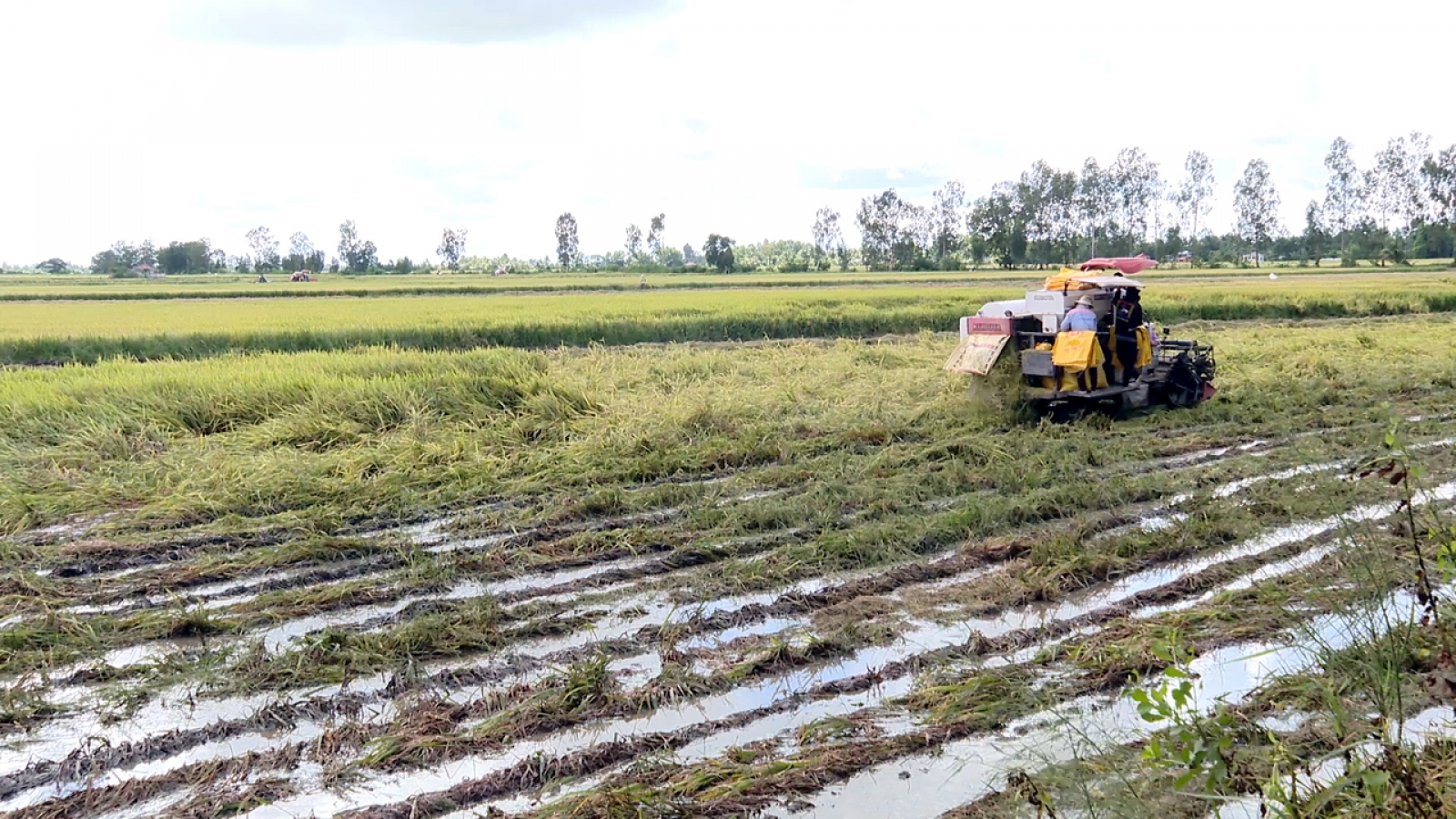 Hơn 12.600 ha lúa Hè Thu ở Bạc Liêu bị đổ ngã, gần 220ha bị mất trắng