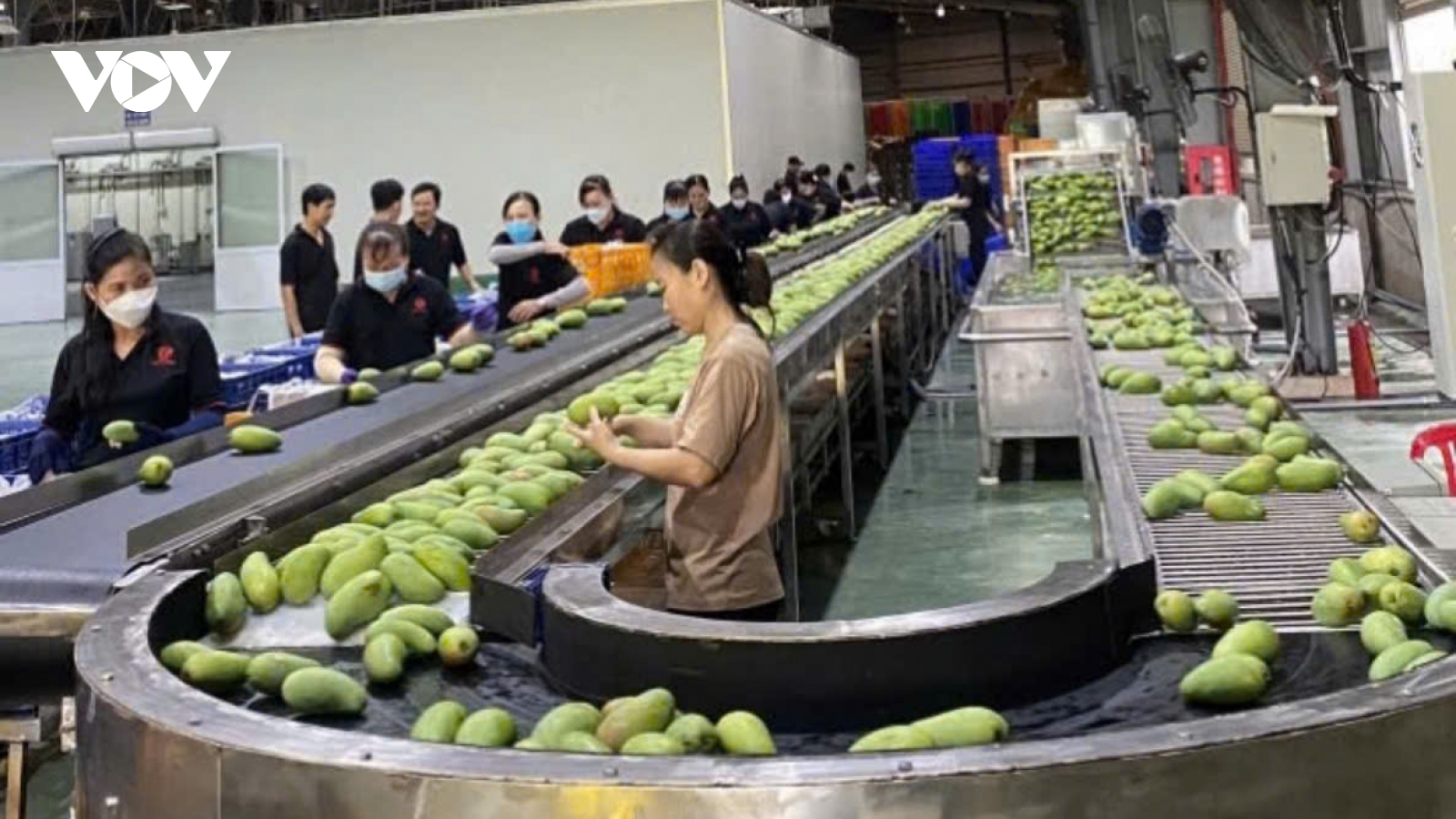 Trái cây ồ ạt xuất ngoại, doanh nghiệp thu tiền nhiều kỷ lục lịch sử