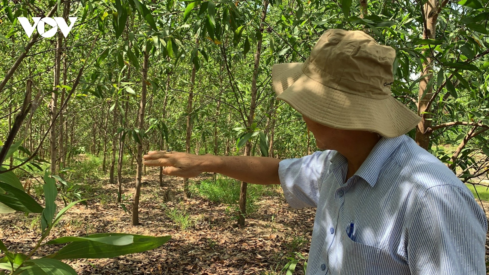 Chắt chiu nguồn lực để phát triển rừng