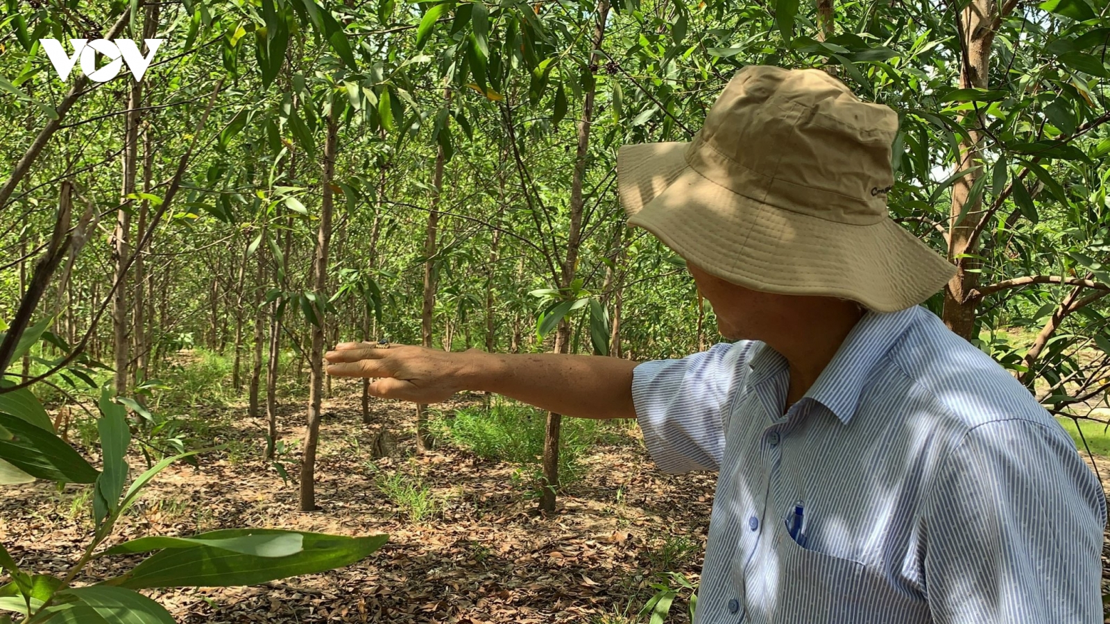 Chắt chiu nguồn lực để phát triển rừng