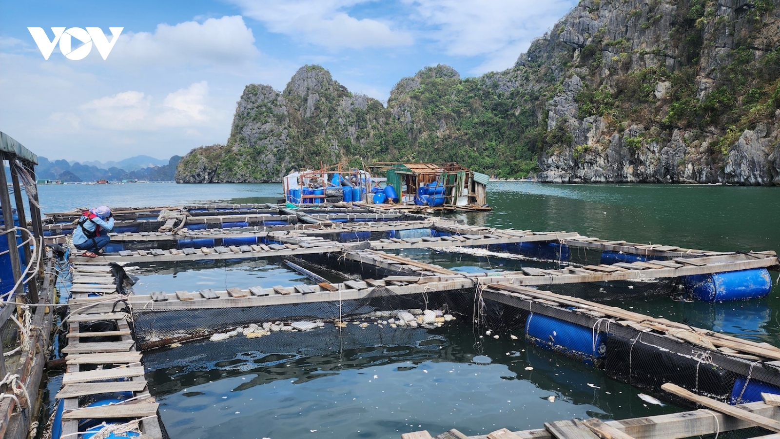 Người nuôi trồng thủy hải sản Vân Đồn làm lại từ con số không