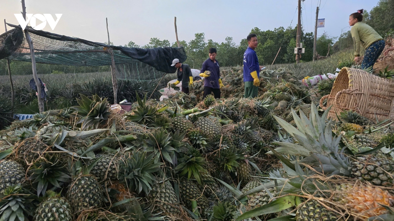 Mùa mưa trái khóm (dứa) giá kỉ lục, nông dân Tiền Giang bội thu