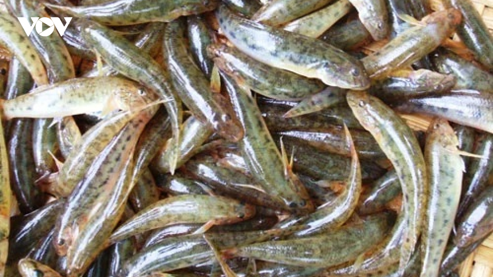 Cá nhà nghèo nay thành đặc sản