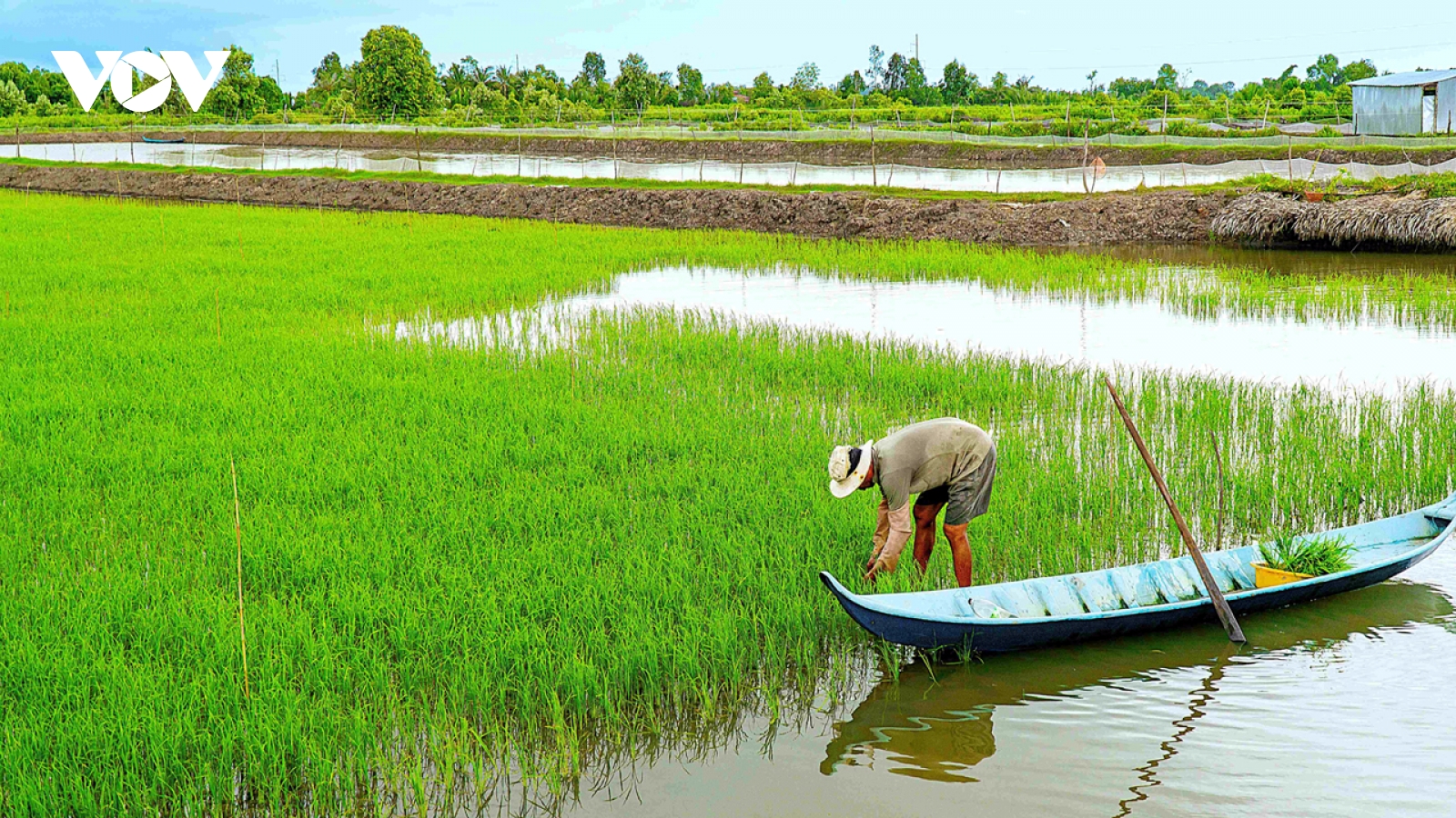 Cà Mau thuận lợi xuống giống vụ lúa trên đất nuôi tôm