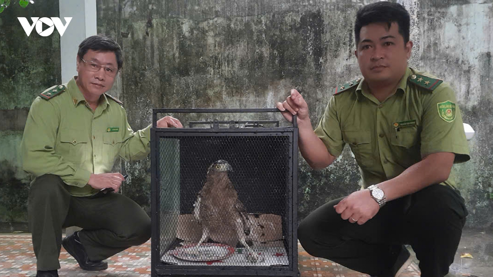 Bàn giao 3 cá thể động vật hoang dã quý hiếm cho kiểm lâm chăm sóc