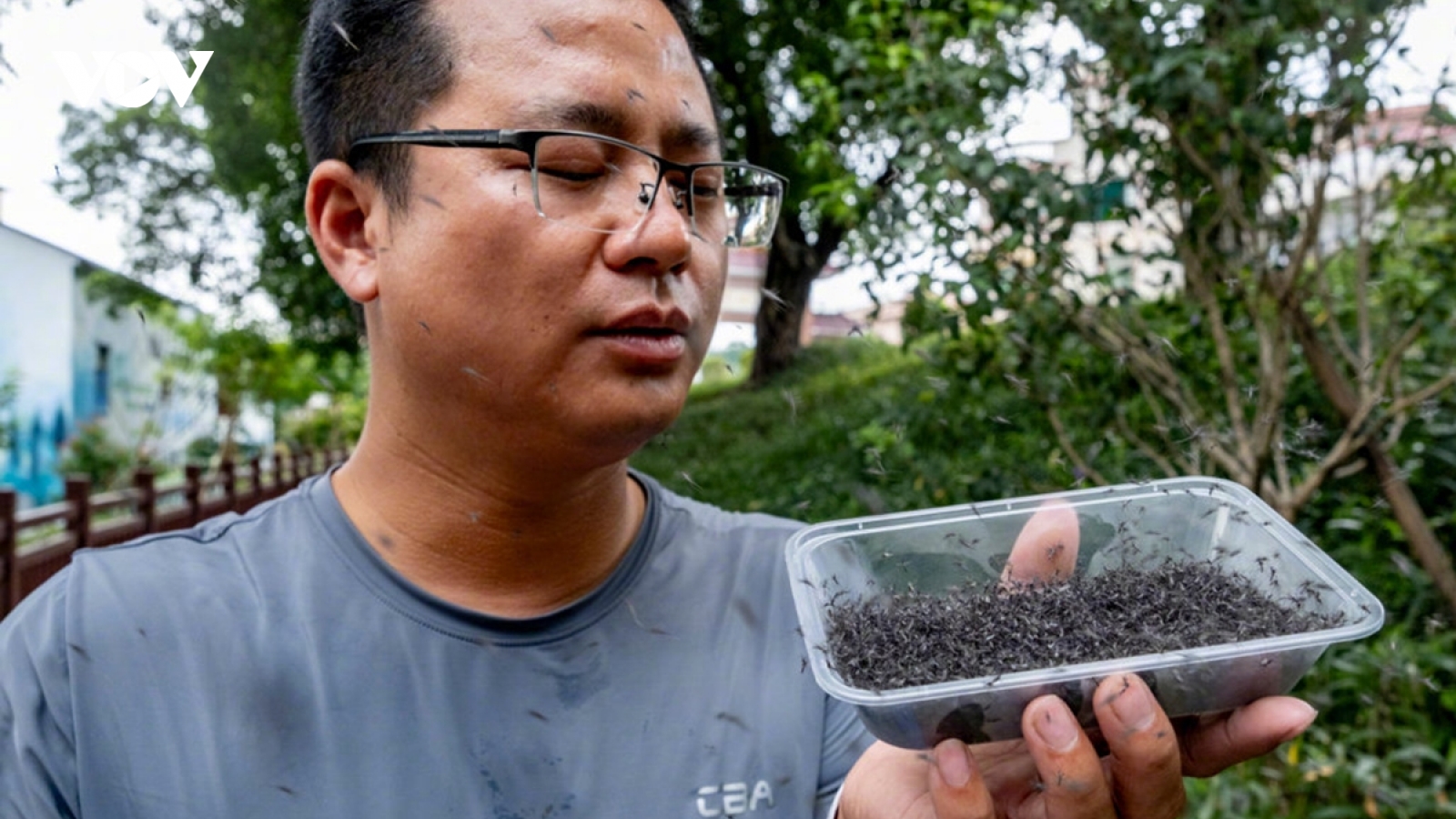 Trung Quốc thả hàng trăm ngàn con muỗi đực triệt sản chống sốt xuất huyết