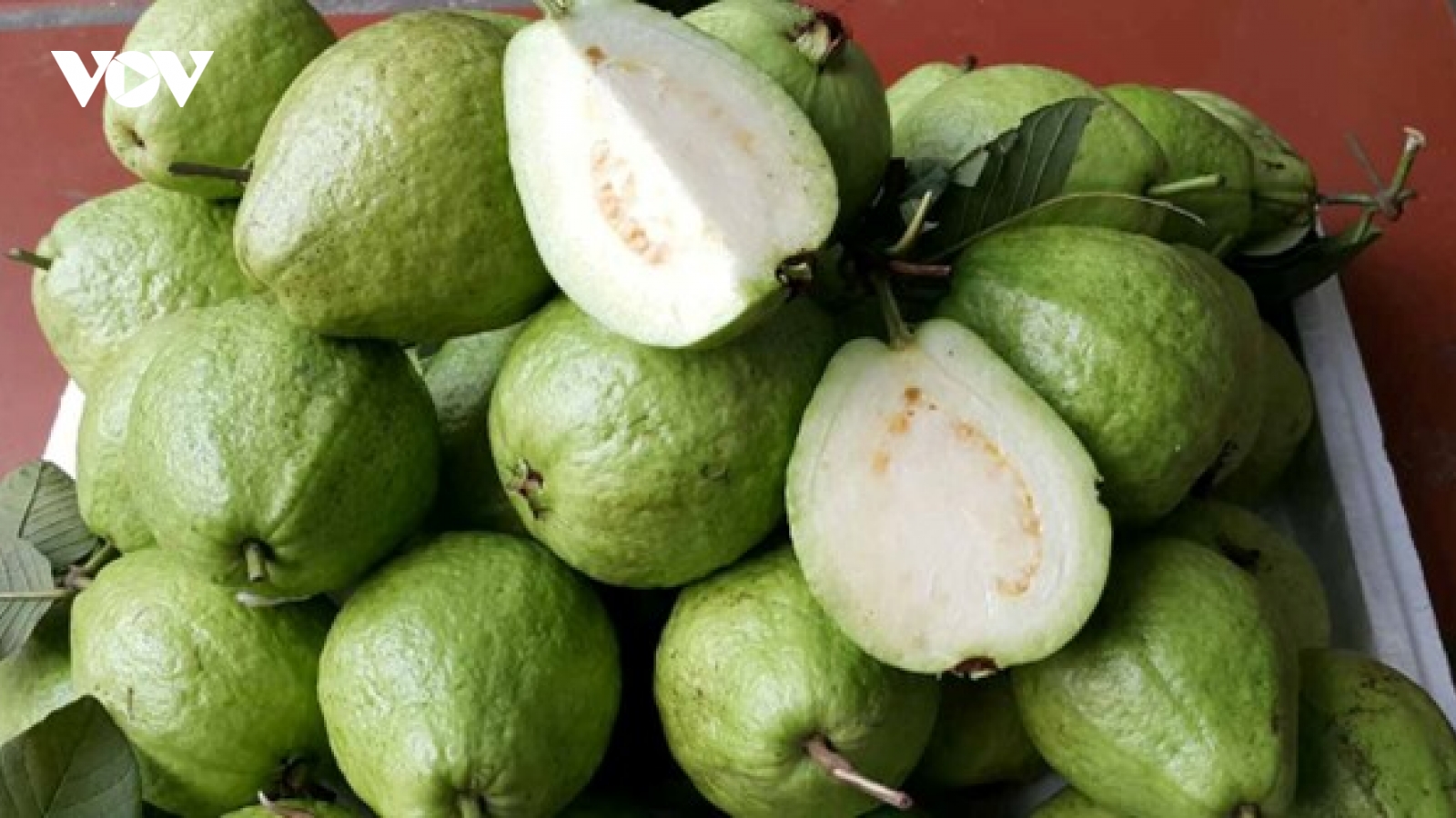 Được mệnh danh là “nữ hoàng vitamin C” nhưng ổi lại đại kỵ với những người này