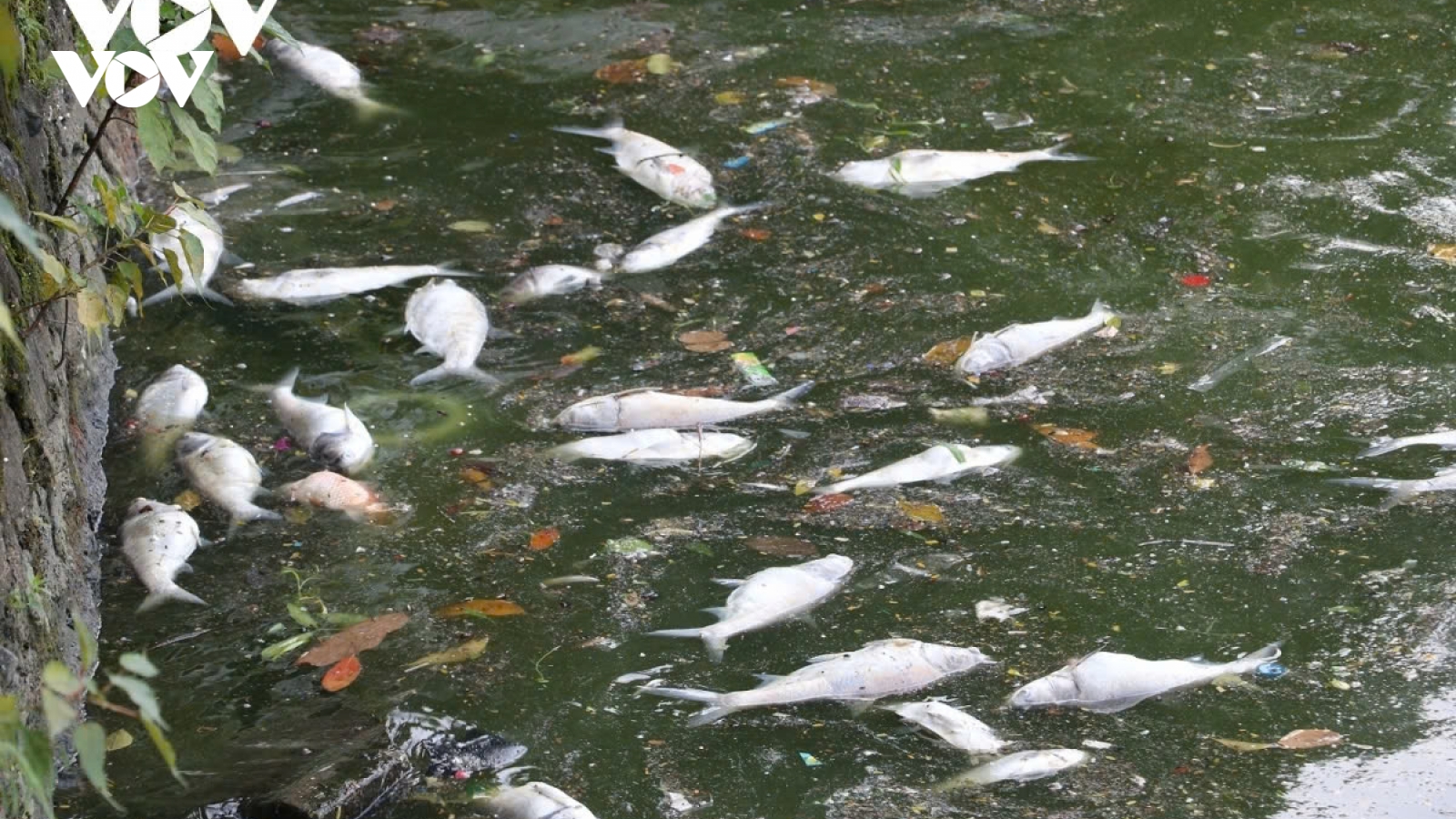 Muốn cá hồ Tây sống, nước phải sạch