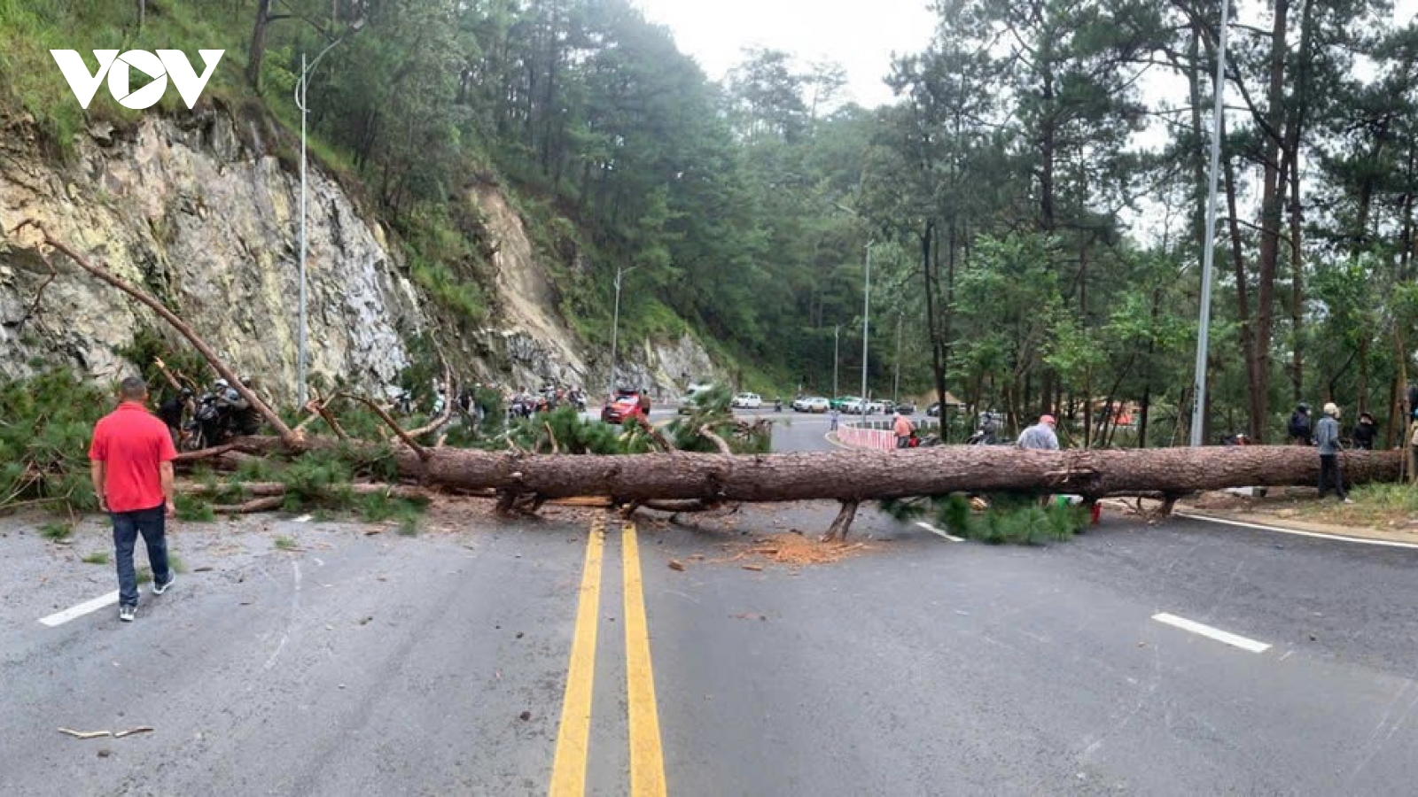 Cây thông cổ thụ bật gốc chắn ngang đèo Prenn Đà Lạt