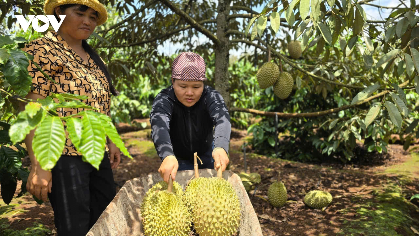 Cần cơ chế để Tây Nguyên phát triển thành vùng sản xuất nông nghiệp hiện đại