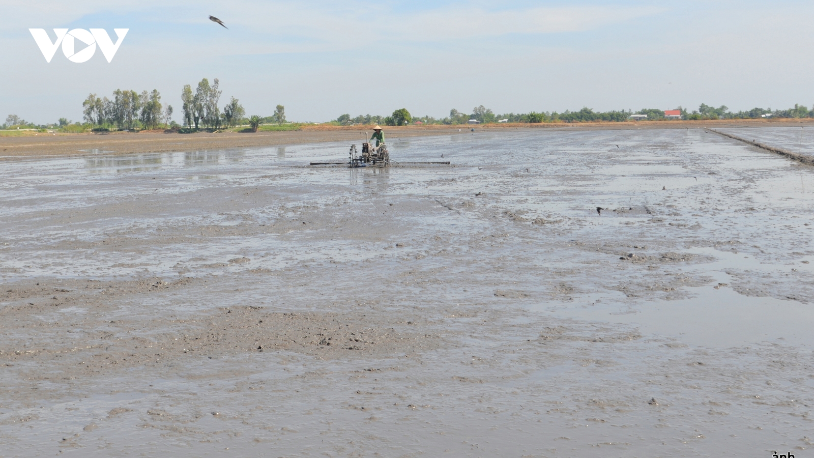 Thâm canh quá mức, vựa lúa ĐBSCL đối mặt suy thoái đất