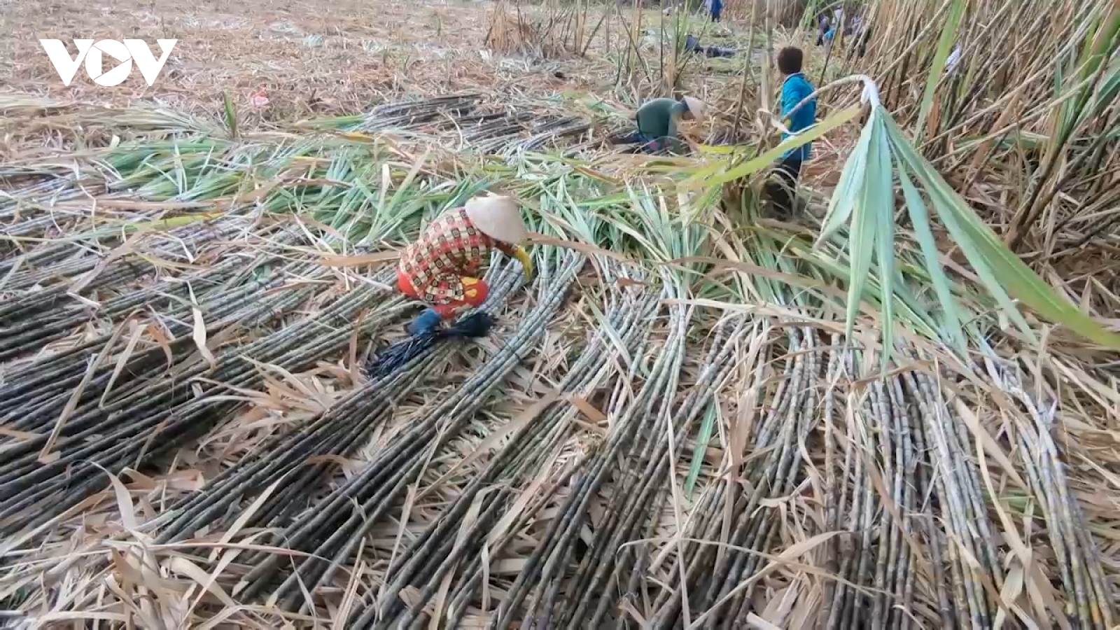 Nông dân Hậu Giang ăn, ngủ không yên vì lo mía không bán được, giá thấp