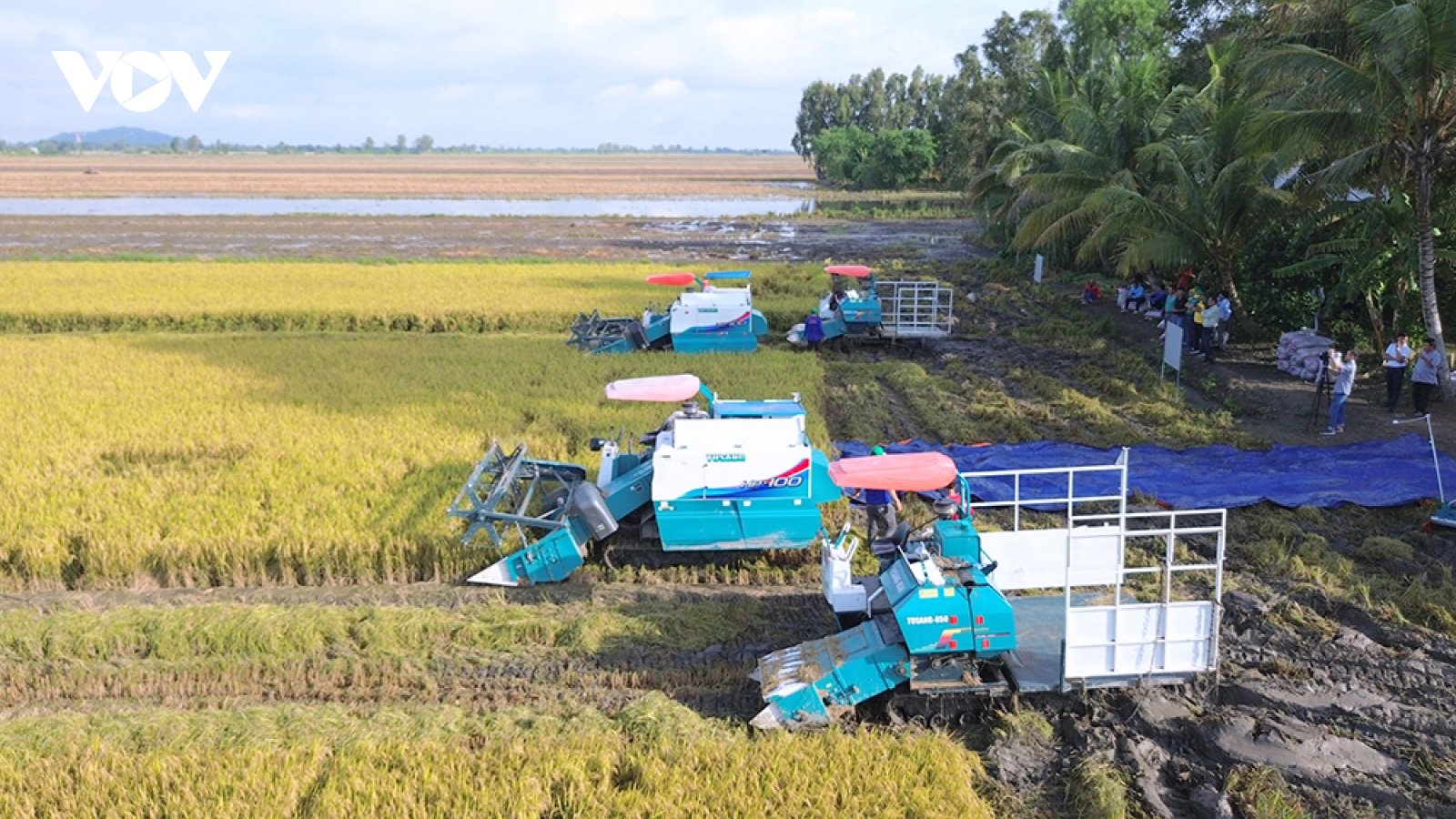 Đề án 1 triệu ha: Tín hiệu tích cực từ vựa lúa Miền Tây
